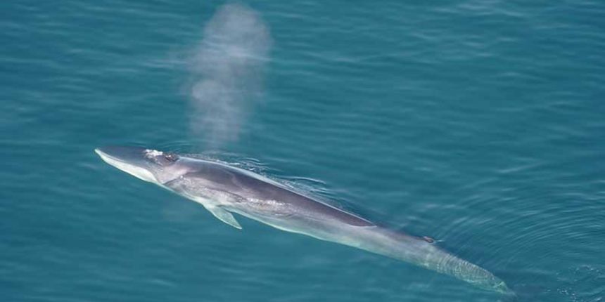 Veliki kit (Balaenoptera physalus) uočen u uvali Rovanjska
