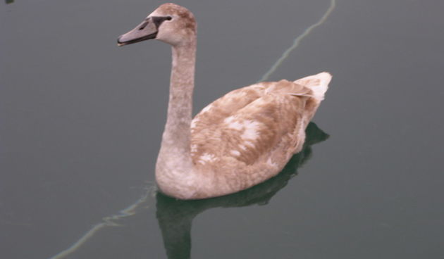 Labud u Posedarju (Foto: Josip Prskalo)