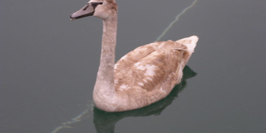 Labud u Posedarju (Foto: Josip Prskalo) Labud u Posedarju (Foto: Josip Prskalo)