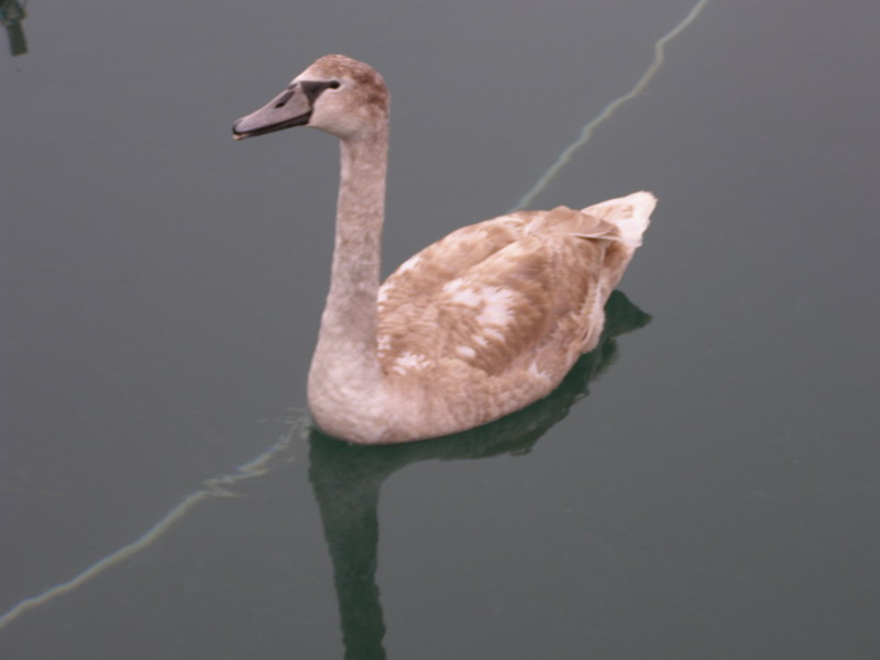 Labud u Posedarju (Foto: Josip Prskalo)
