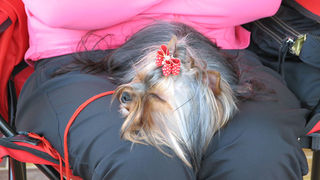 Image 1171063 (auto)