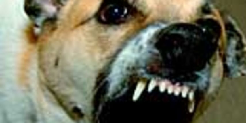 bijesni pas bijesni pas