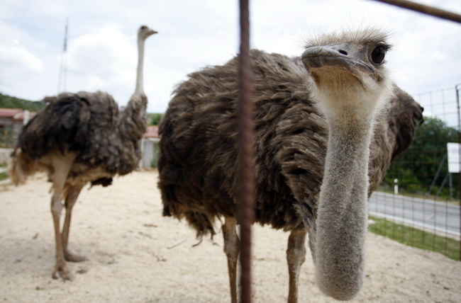 Zadar, 270510.
Prijatelji zivotinja se pobunili protiv improviziranog ZOO-a u Obrovcu. Vlasnik restorana Anita Milan Anic uz janjetinu s raznja u svojoj ponudi drzi i egzoticne zivotinje, majmune, klokane, nojeve, rode, rakune.
Foto: Jure Miskovic / CROPI Zadar, 270510.
Prijatelji zivotinja se pobunili protiv improviziranog ZOO-a u Obrovcu. Vlasnik restorana Anita Milan Anic uz janjetinu s raznja u svojoj ponudi drzi i egzoticne zivotinje, majmune, klokane, nojeve, rode, rakune.
Foto: Jure Miskovic / CROPI