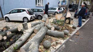 Zadar: Jak vjetar srušio stablo na parkirane automobile