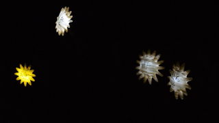 7. Noć kazališta u Zadru. Foto: Iva Perinčić 7. Noć kazališta u Zadru. Foto: Iva Perinčić