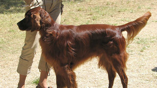 Image 1171103 (auto)