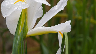 Priroda, cvijece, livada, sparoge, foto: Leo Banic