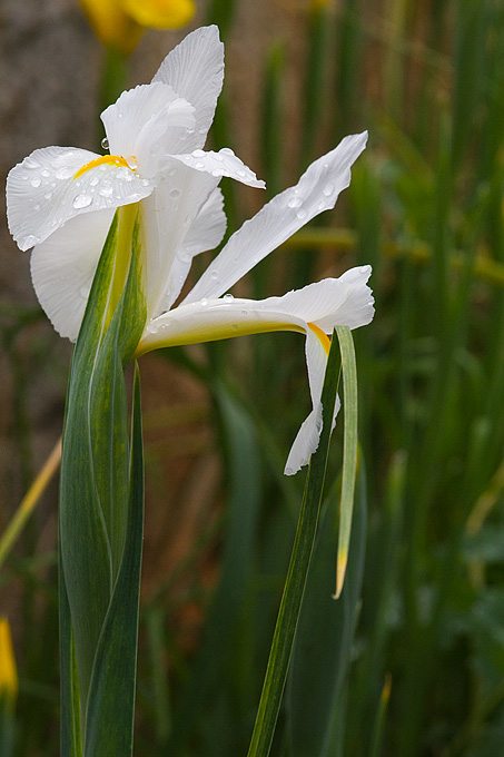 Priroda, cvijece, livada, sparoge, foto: Leo Banic