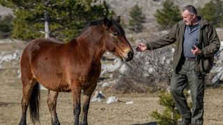 Veliko Rujno: Drago Krapić vlasnik je pedesetak konja koji obitavaju na velebitskim pašnjacima