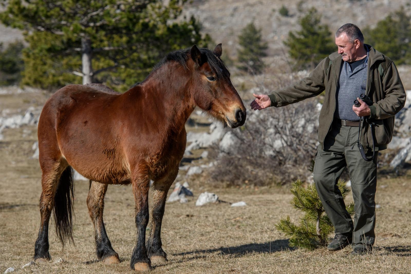 Veliko Rujno: Drago Krapić vlasnik je pedesetak konja koji obitavaju na velebitskim pašnjacima