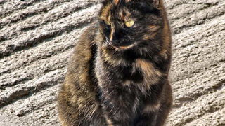 Blagdanski đir po Pagu 1. studenog 2013.  foto: Leonard Kvarantan