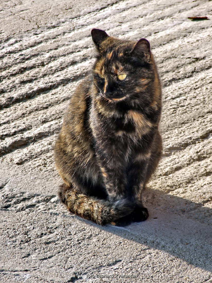 Blagdanski đir po Pagu 1. studenog 2013.  foto: Leonard Kvarantan