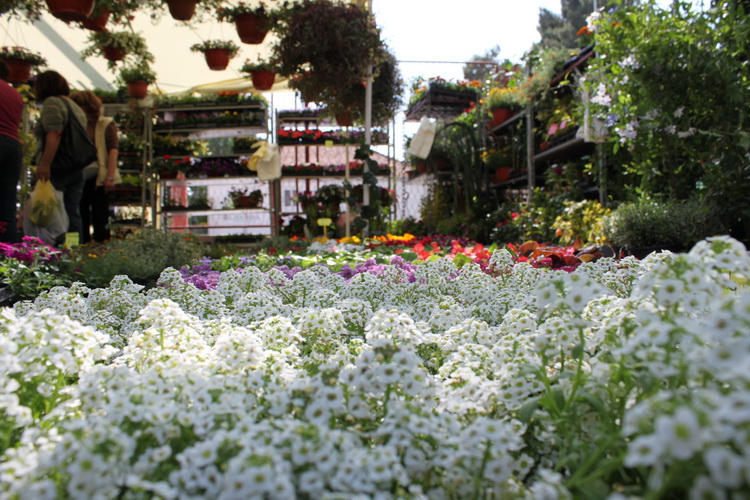 Sveti Filip i Jakov: 11. Dani cvijeca Zadarske zupanije, Foto: Martin Brkljaca Sveti Filip i Jakov: 11. Dani cvijeca Zadarske zupanije, Foto: Martin Brkljaca