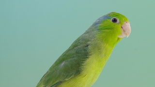 Pobjednici 33. Ornitoloskog prvenstva Hrvatske, Foto: Ivan Dilber Pobjednici 33. Ornitoloskog prvenstva Hrvatske, Foto: Ivan Dilber