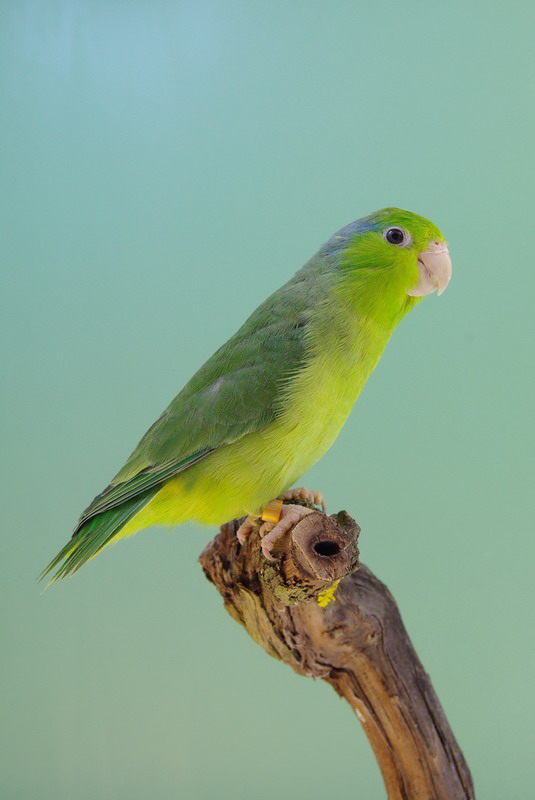 Pobjednici 33. Ornitoloskog prvenstva Hrvatske, Foto: Ivan Dilber Pobjednici 33. Ornitoloskog prvenstva Hrvatske, Foto: Ivan Dilber