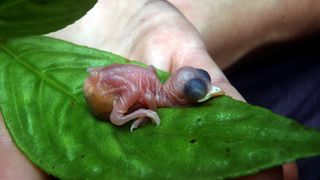 Tropske ptice u kolumbijskom Parque National Natural Tatamá u zapadnim Andama. Foto: Maja Bjelić