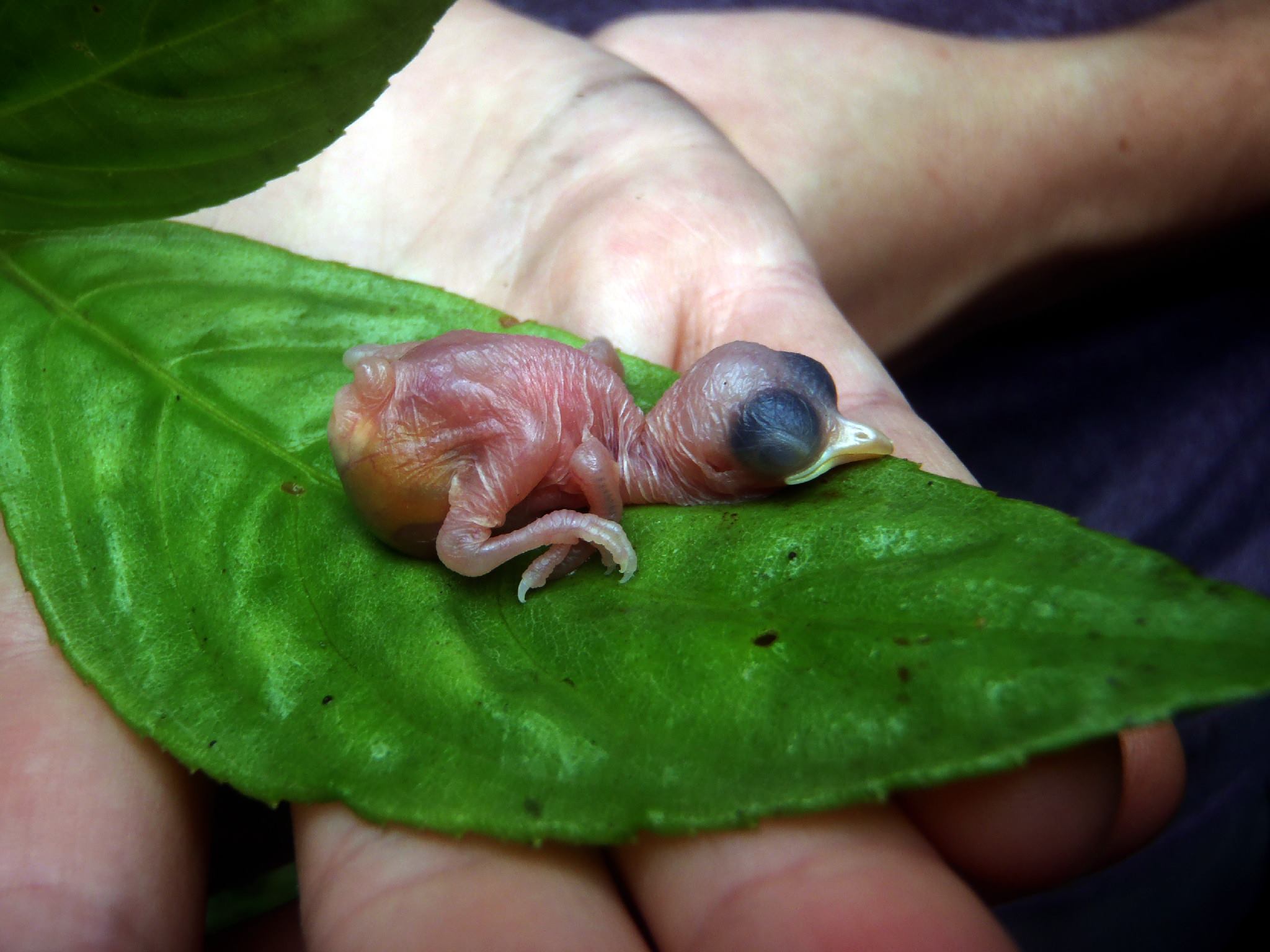 Tropske ptice u kolumbijskom Parque National Natural Tatamá u zapadnim Andama. Foto: Maja Bjelić