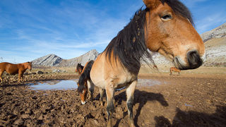 Libinje: Velebitski divlji konji, Foto: Leo Banić