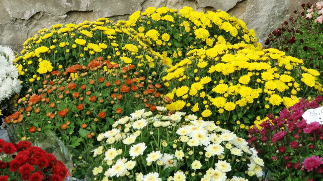 Gradska trznica uoci dana mrtvih, Foto: Mia Knezevic