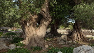U Vrtovima lunjskih maslina održana 12. Lunjska maslinada. Foto: Vinko Pešić