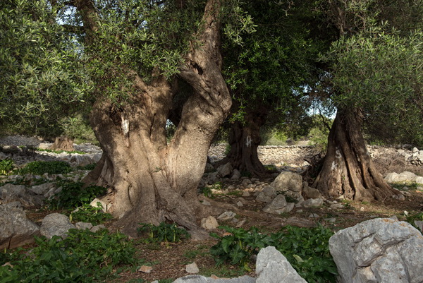 U Vrtovima lunjskih maslina održana 12. Lunjska maslinada. Foto: Vinko Pešić