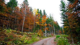 Lička jesen u znaku gljiva, Foto: Leo Banić