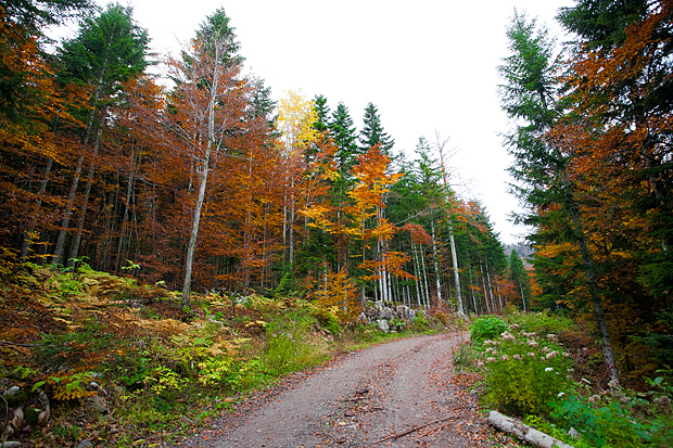 Lička jesen u znaku gljiva, Foto: Leo Banić