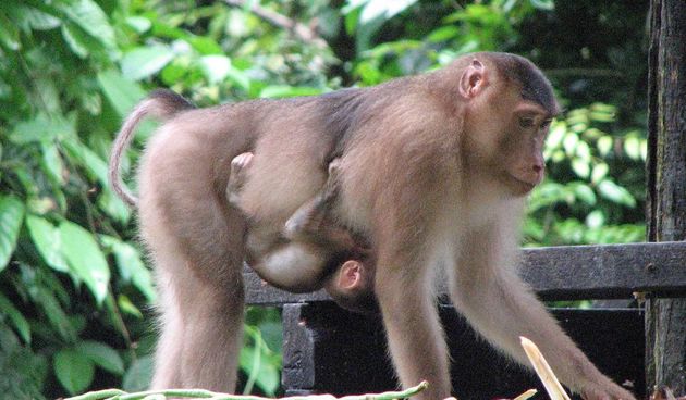 makaki(Foto:svetmajmuna.com)