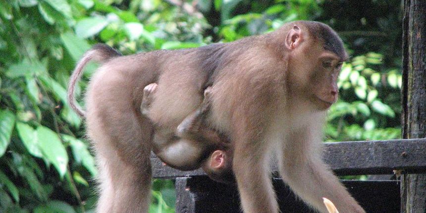 makaki(Foto:svetmajmuna.com)