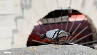 Subotnja skitnja gradom 18. svibnja 2013, Foto: Roberto Lerga Subotnja skitnja gradom 18. svibnja 2013, Foto: Roberto Lerga