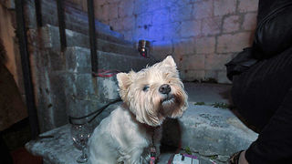 Arsenal: ”Četiri hobotnice” (foto:Saša Čuka)