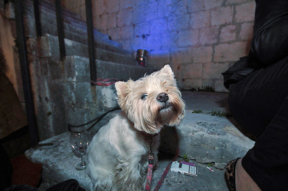 Arsenal: ”Četiri hobotnice” (foto:Saša Čuka)