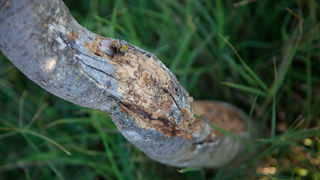 OPG Damjanić-Babac, foto: Darko Belančić OPG Damjanić-Babac, foto: Darko Belančić