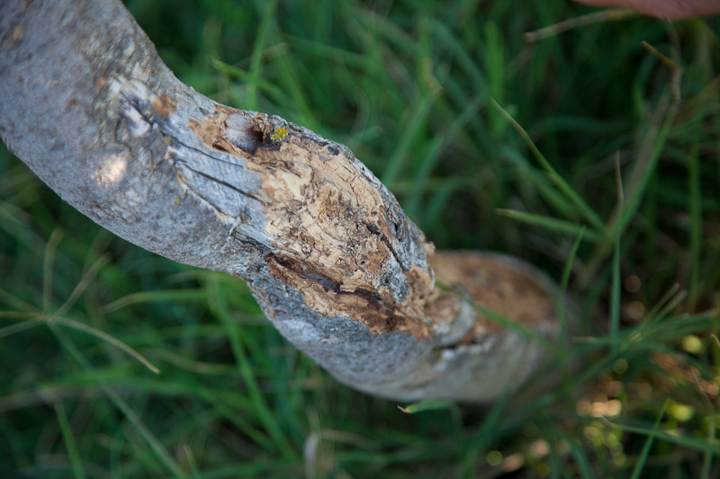 OPG Damjanić-Babac, foto: Darko Belančić OPG Damjanić-Babac, foto: Darko Belančić