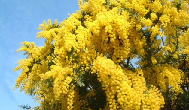 Mimoze (Foto: kudazavikend.com)