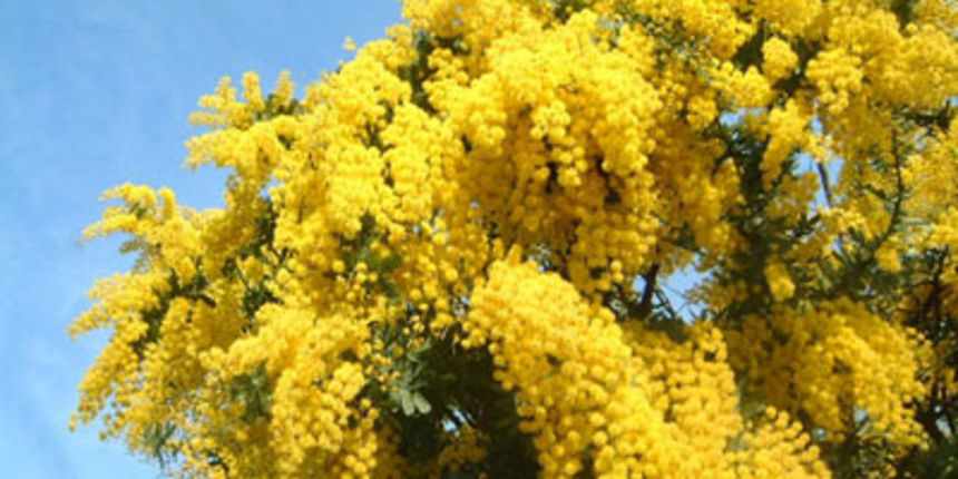 Mimoze (Foto: kudazavikend.com) Mimoze (Foto: kudazavikend.com)