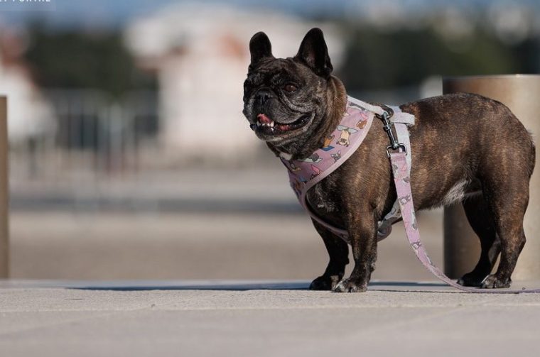 Đir po gradu, ponedjeljak 11. studenog 2024.
