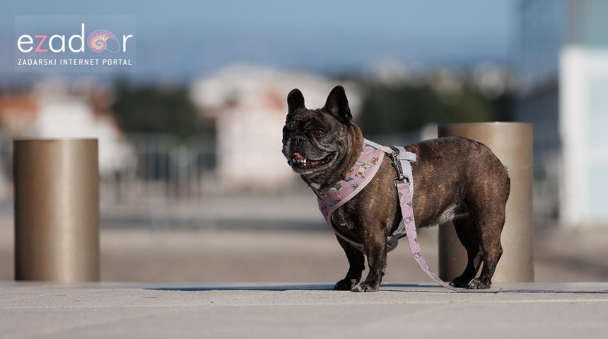 Đir po gradu, ponedjeljak 11. studenog 2024. Đir po gradu, ponedjeljak 11. studenog 2024.
