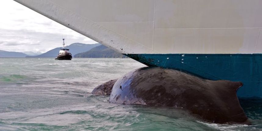 Sudar kita i broda Sudar kita i broda