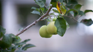 Izlet u NP Krka: Skradin, Skradinski buk, Visovac, foto: Darko Belančić