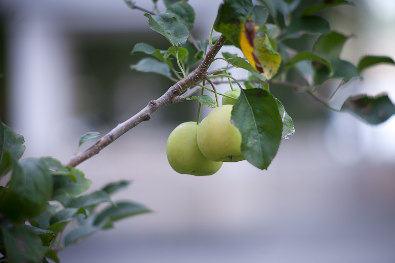 Izlet u NP Krka: Skradin, Skradinski buk, Visovac, foto: Darko Belančić