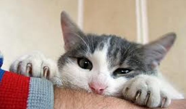 Vaša mačka vas zapravo ne razumije