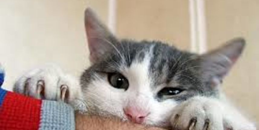 Vaša mačka vas zapravo ne razumije Vaša mačka vas zapravo ne razumije