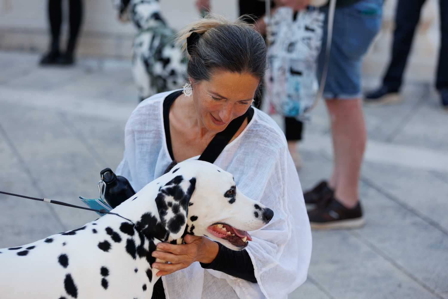 Red Carpet Dalmatian Walk @Trg pet bunara Red Carpet Dalmatian Walk @Trg pet bunara