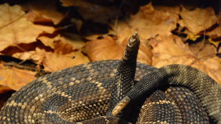 Otvorenje izložbe “Zmije – opasna ljepota”, foto: Iva Perinčić Otvorenje izložbe “Zmije – opasna ljepota”, foto: Iva Perinčić