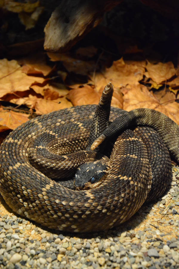 Otvorenje izložbe “Zmije – opasna ljepota”, foto: Iva Perinčić Otvorenje izložbe “Zmije – opasna ljepota”, foto: Iva Perinčić