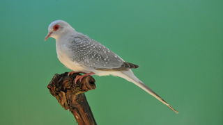 Pobjednici 33. Ornitoloskog prvenstva Hrvatske, Foto: Ivan Dilber Pobjednici 33. Ornitoloskog prvenstva Hrvatske, Foto: Ivan Dilber