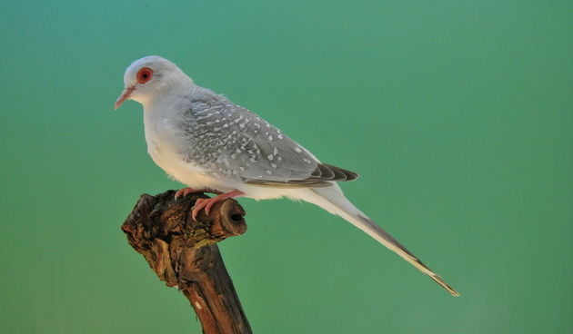 Pobjednici 33. Ornitoloskog prvenstva Hrvatske, Foto: Ivan Dilber