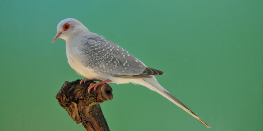 Pobjednici 33. Ornitoloskog prvenstva Hrvatske, Foto: Ivan Dilber Pobjednici 33. Ornitoloskog prvenstva Hrvatske, Foto: Ivan Dilber