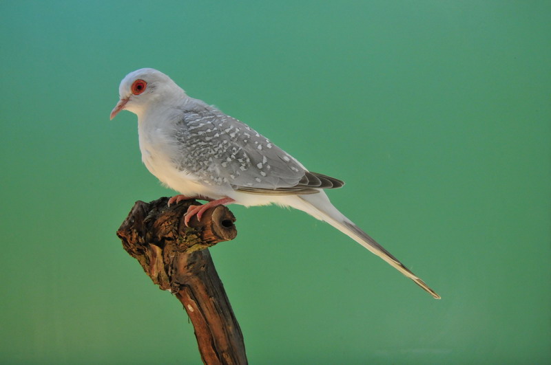 Pobjednici 33. Ornitoloskog prvenstva Hrvatske, Foto: Ivan Dilber Pobjednici 33. Ornitoloskog prvenstva Hrvatske, Foto: Ivan Dilber